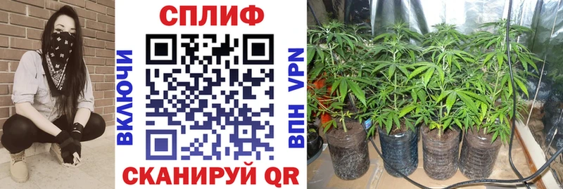 цена   Губкинский  Шишки марихуана OG Kush 